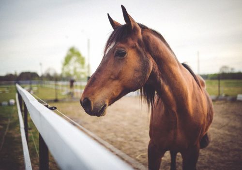 Een bruin paard in een wei