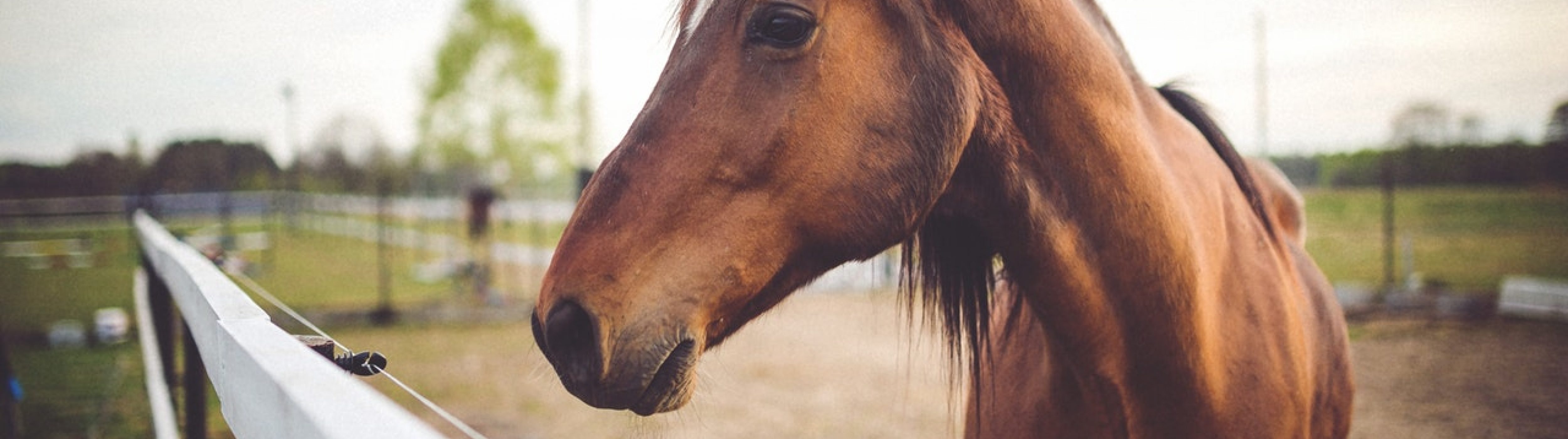 Een bruin paard in een wei