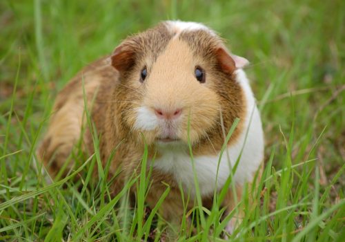 Een cavia die op zoek is naar voeders