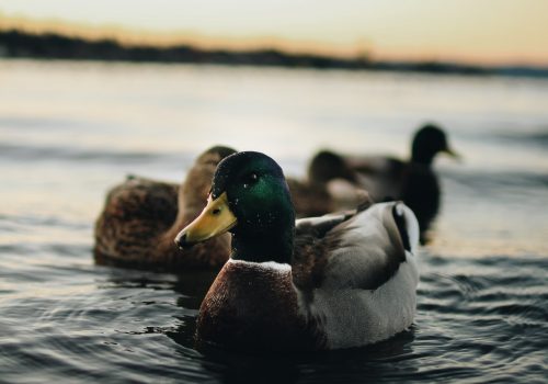 Eenden dobberend in het water