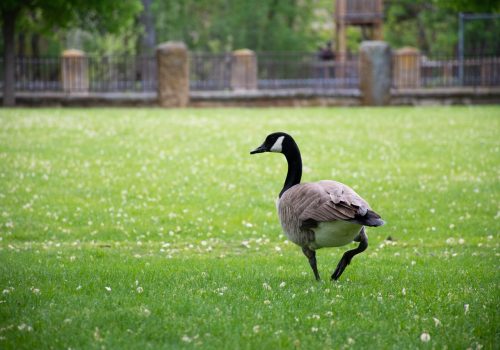 Een gans in een park