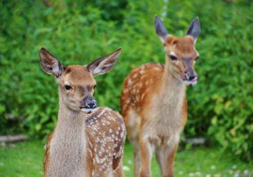 Twee herten die in de verte staren