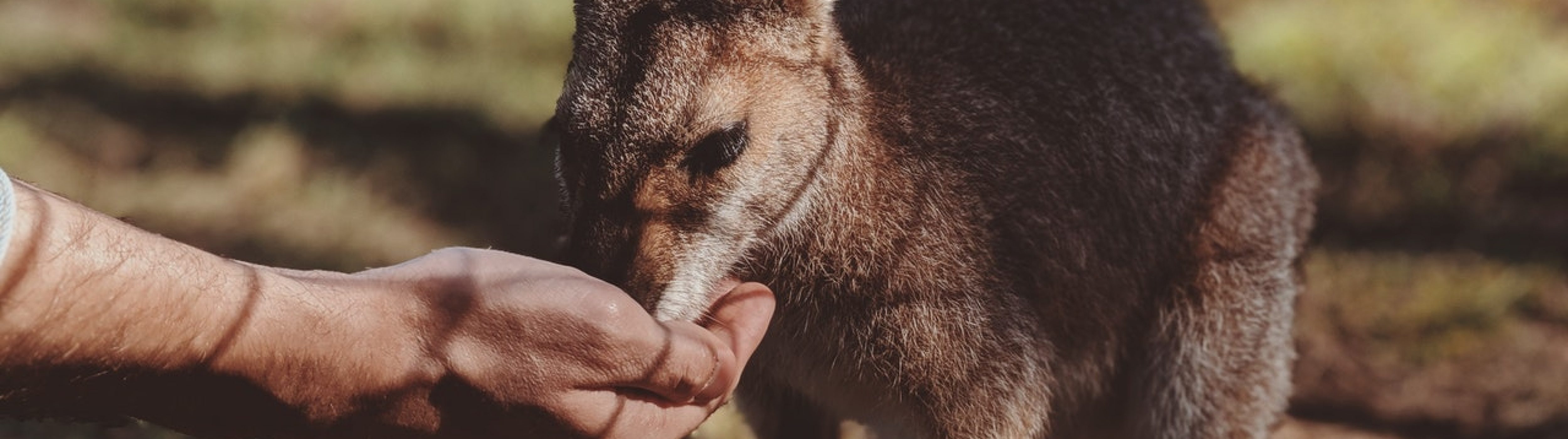 Een kangoeroe die voeders eet