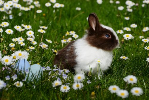 Een konijn in een weide met bloemen