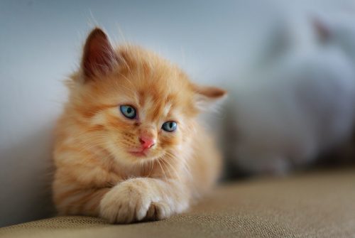 Een kat liggend op een tafel