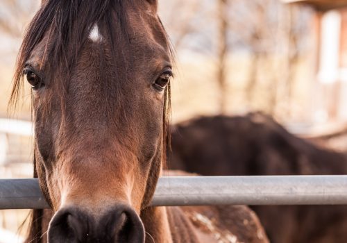 Een bruin paard dat lacht naar de camera