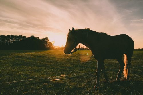 Een paard in een wei