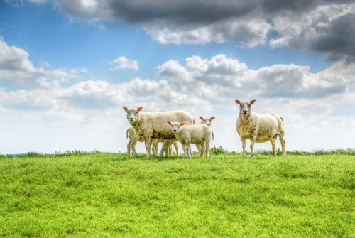 Schapen grazend in een wei