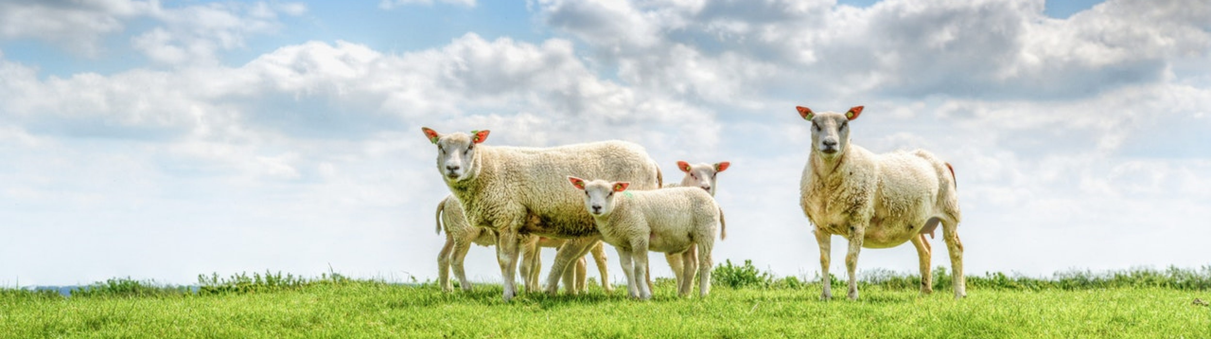 Schapen grazend in een wei