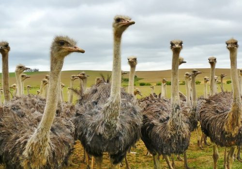 Struisvogels op zoek naar de beste voeders