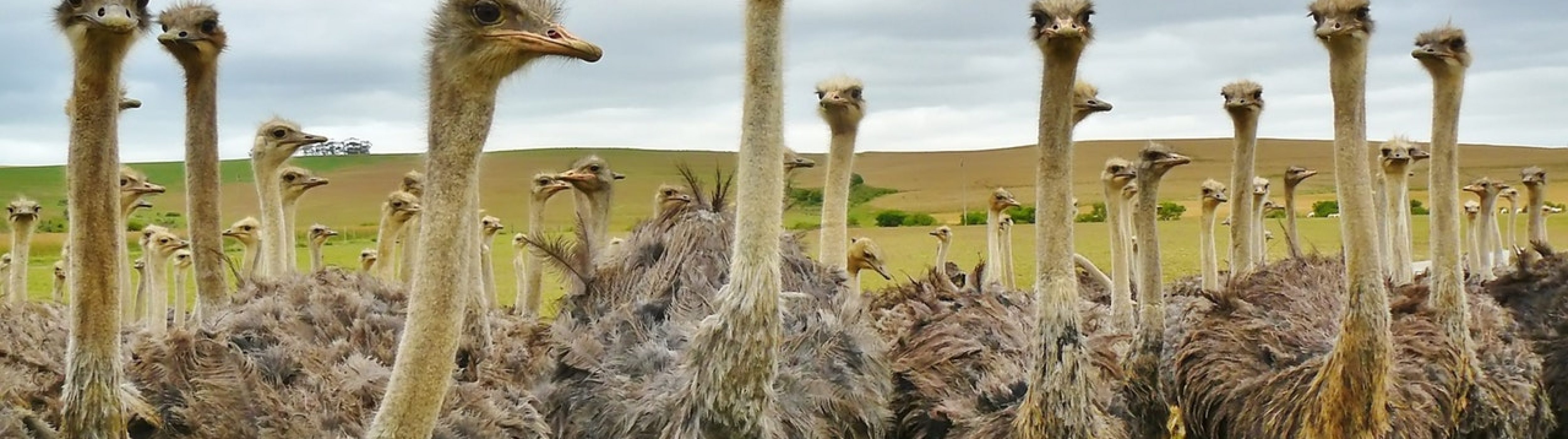 Struisvogels op zoek naar de beste voeders