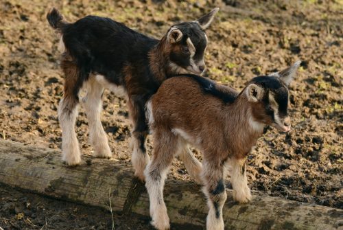 Twee geiten op een balk