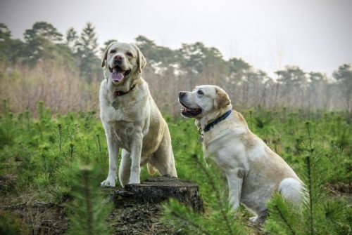 Twee honden nagenietend van onze hondenbrokken