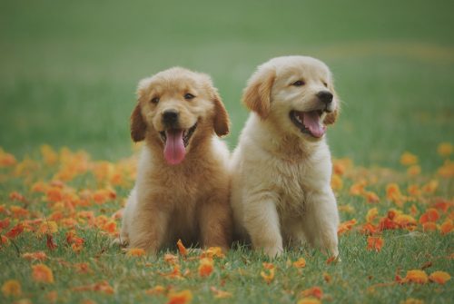 Twee kleine honden in het gras