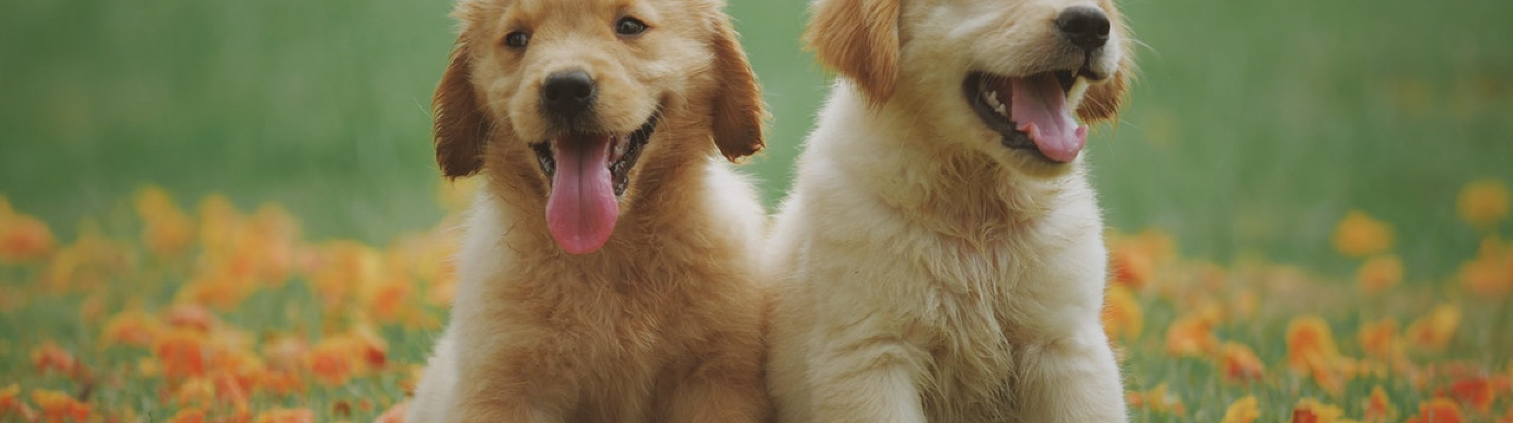 Twee kleine honden in het gras