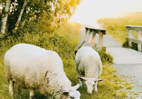 Twee grazende schapen